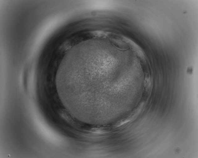 X0000102510381200808221823