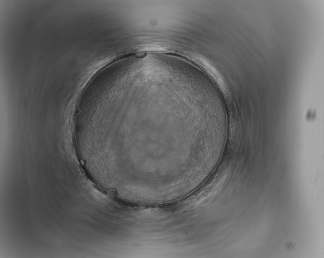 X0000102510385200808221822