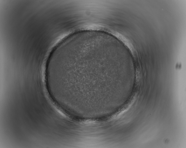 X0000102510581200808221819
