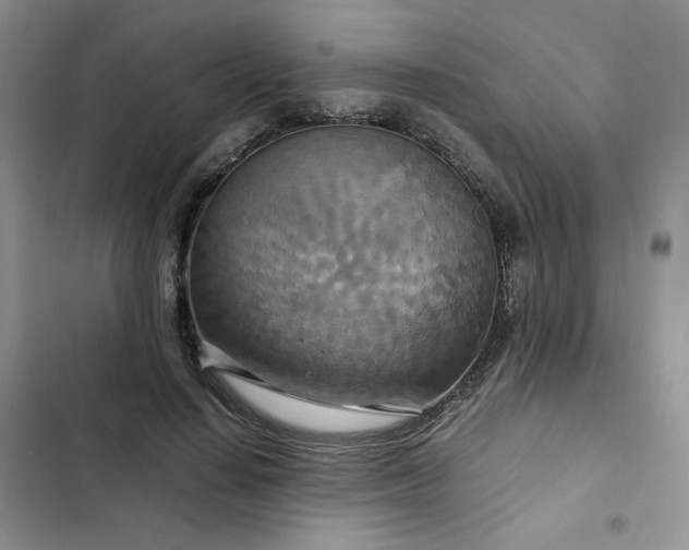 X0000102510644200808221818