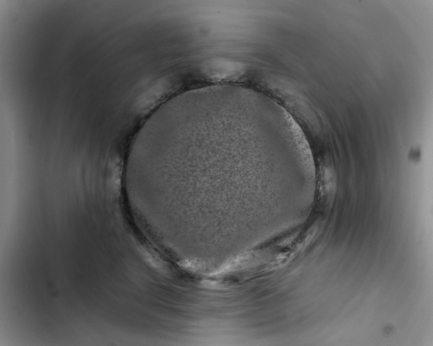 X0000102510664200808221818