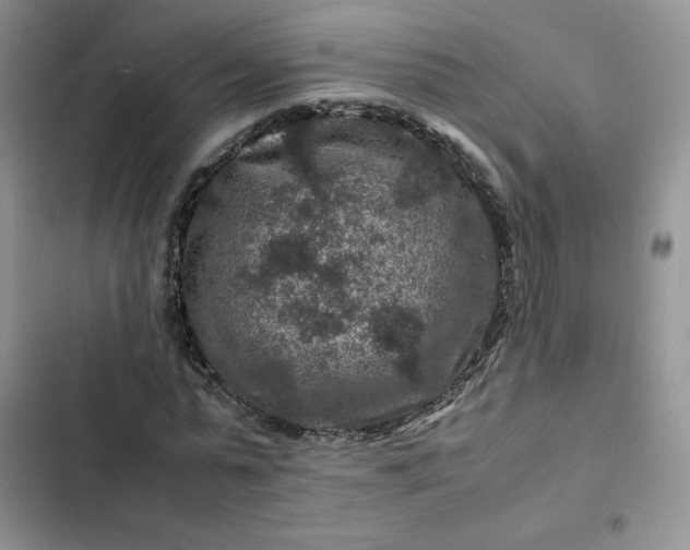 X0000102510775200808221816