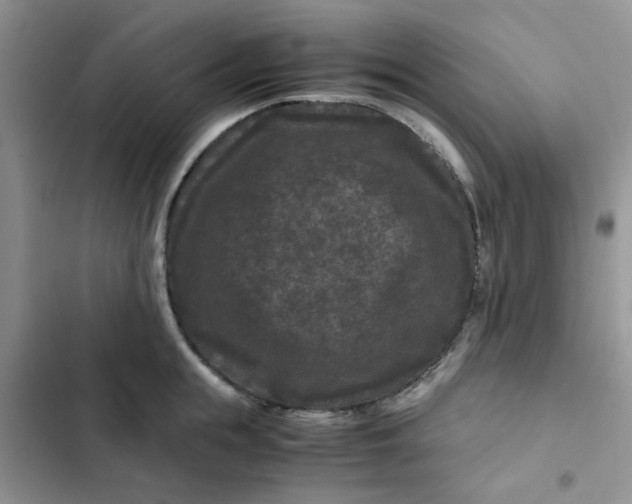 X0000102510855200808221816