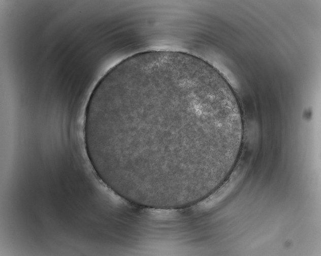X0000102510856200808221816