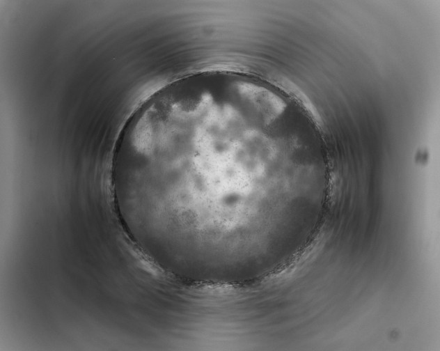 X0000102510882200808221815