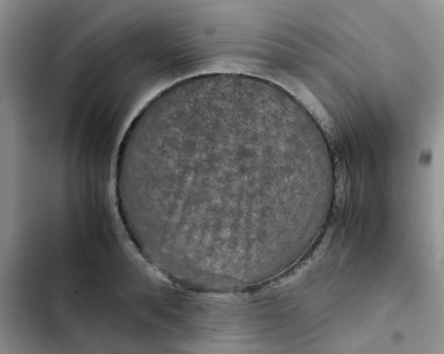 X0000102510896200808221815