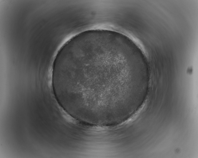X0000102511224200808221810