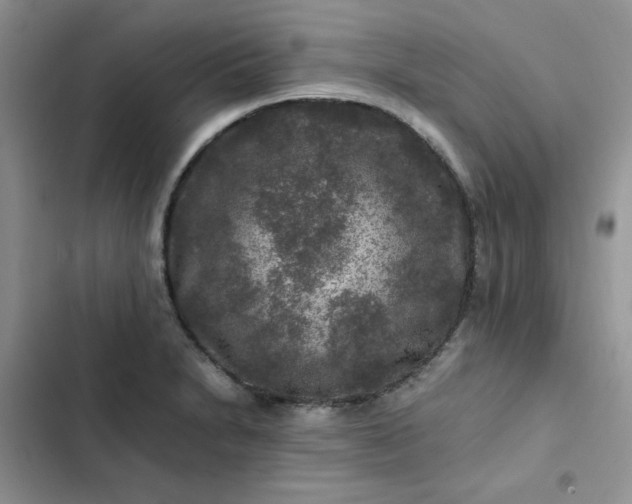 X0000102511230200808221810