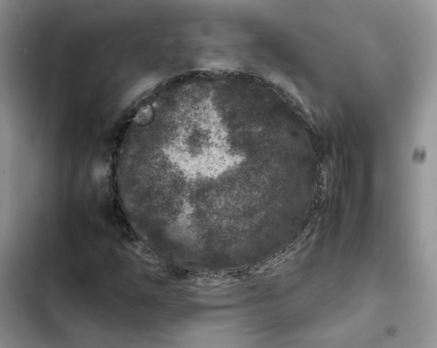 X0000102511254200808221809