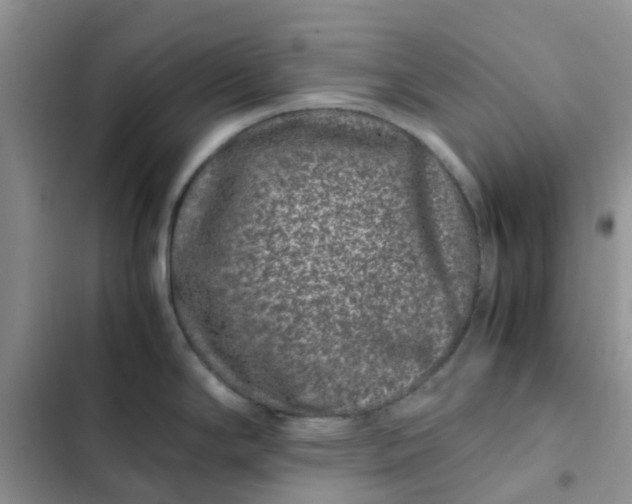 X0000102511294200808221809