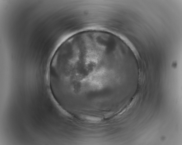 X0000102511295200808221809