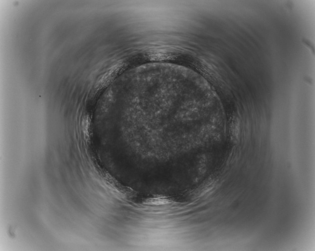 X0000102510219200808291741