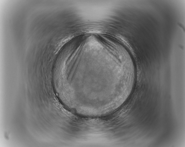 X0000102510385200808291739