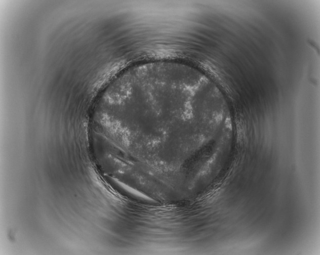 X0000102510447200808291737