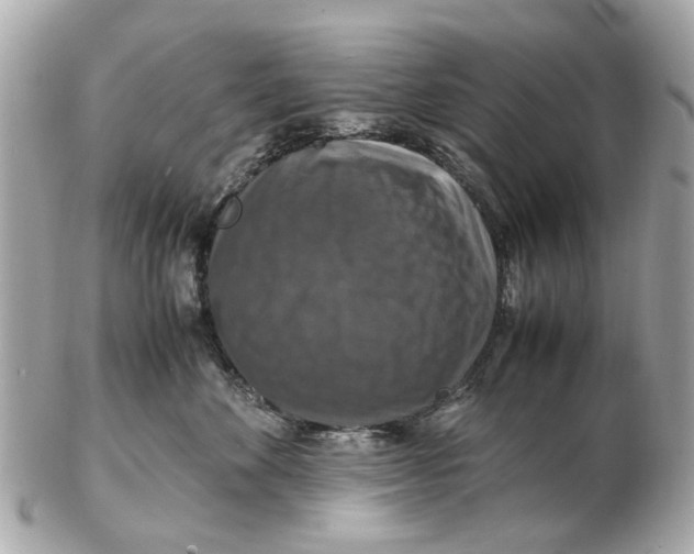 X0000102510524200808291737