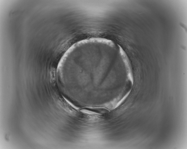 X0000102510528200808291736