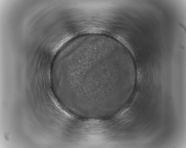 X0000102510581200808291736