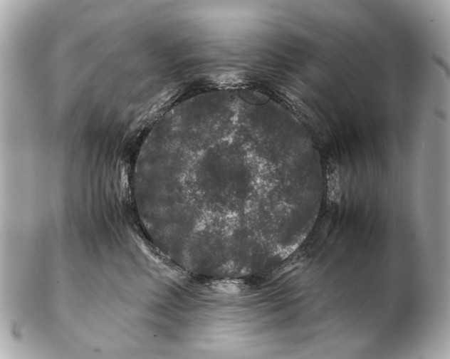 X0000102510618200808291735