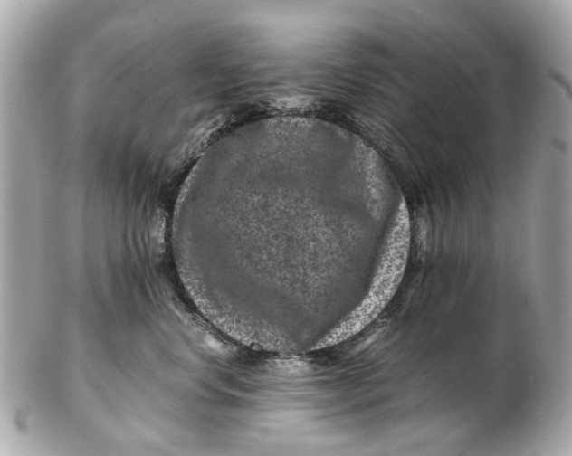 X0000102510668200808291735