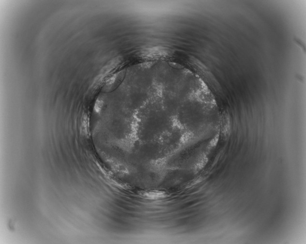 X0000102510669200808291735