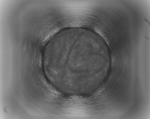 X0000102510681200808291734