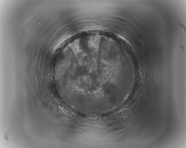 X0000102510775200808291733