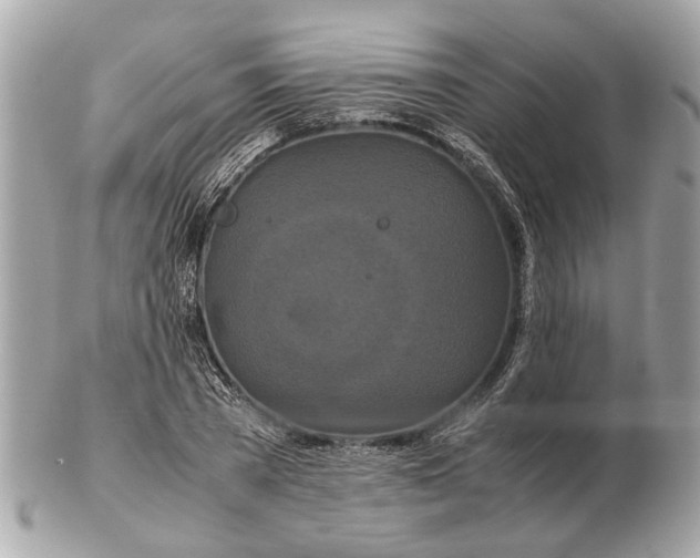 X0000102510785200808291733