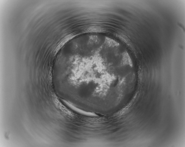 X0000102511025200808291729