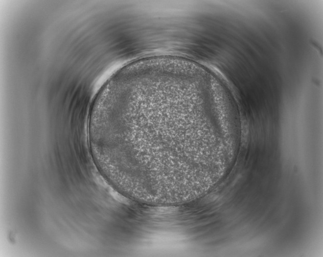X0000102511294200808291725