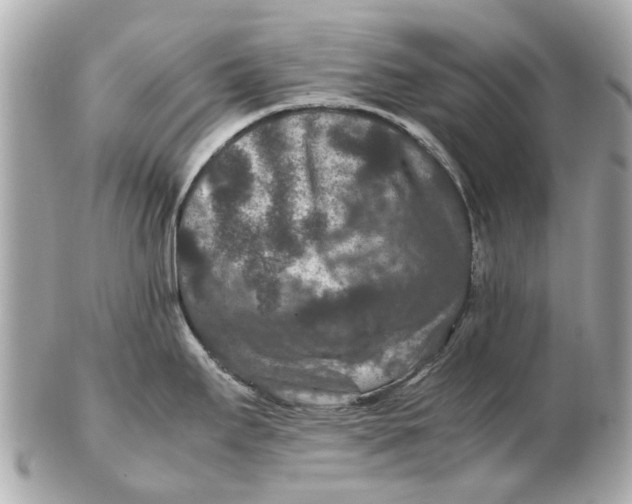 X0000102511295200808291725