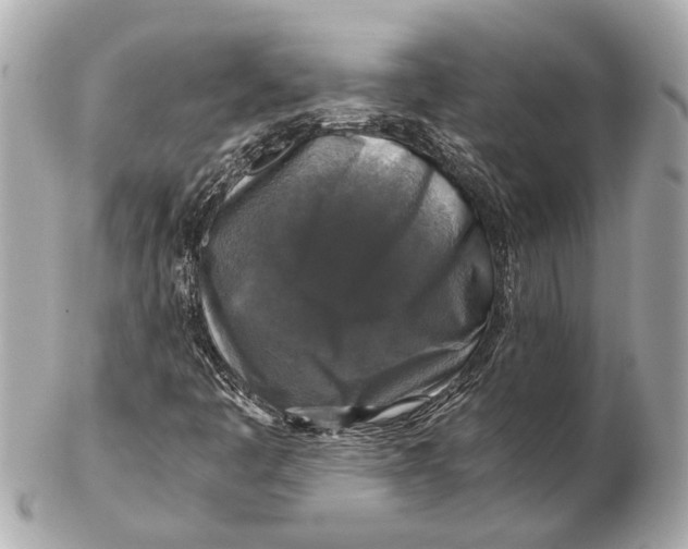 X0000102511445200808291723