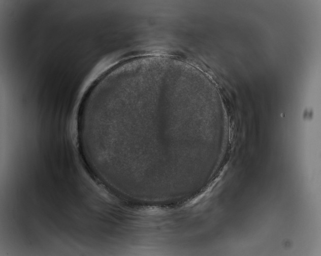 X0000102510198200809051418