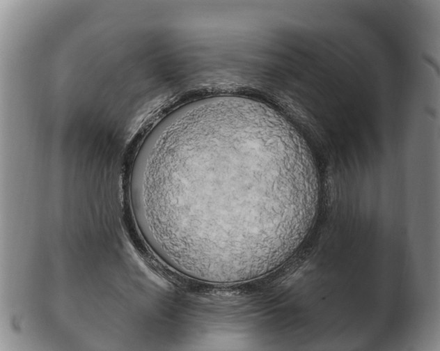X0000102520638200808081030
