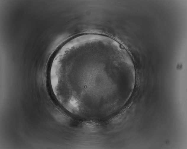 X0000102520199200808081435