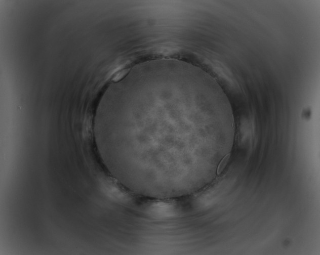 X0000102520236200808081435