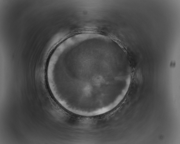 X0000102520293200808081434