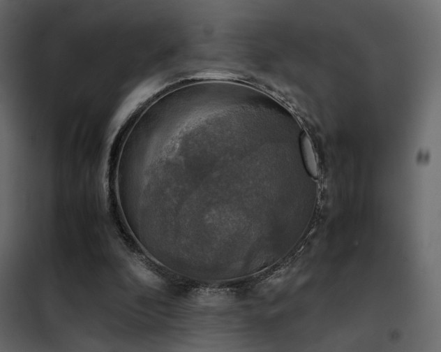 X0000102520296200808081434