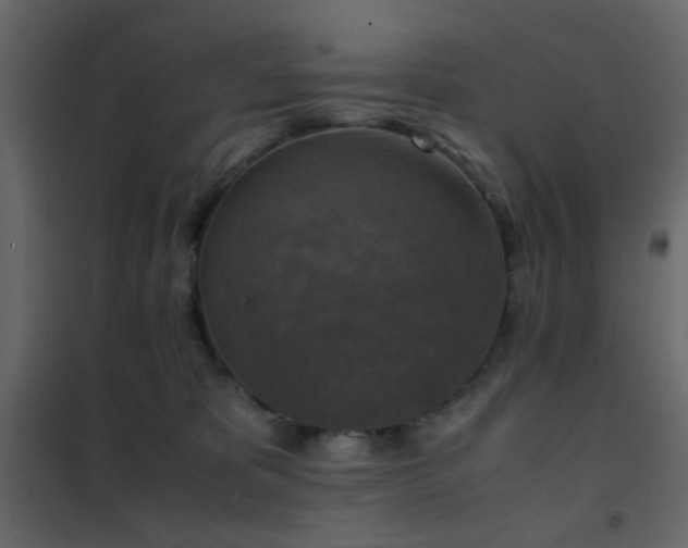 X0000102520325200808081433