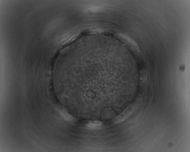 X0000102520369200808081433