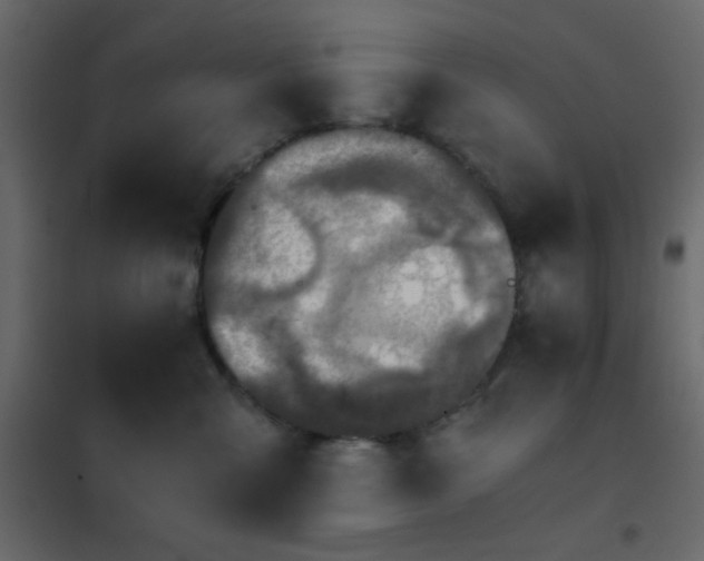 X0000102520427200808081432