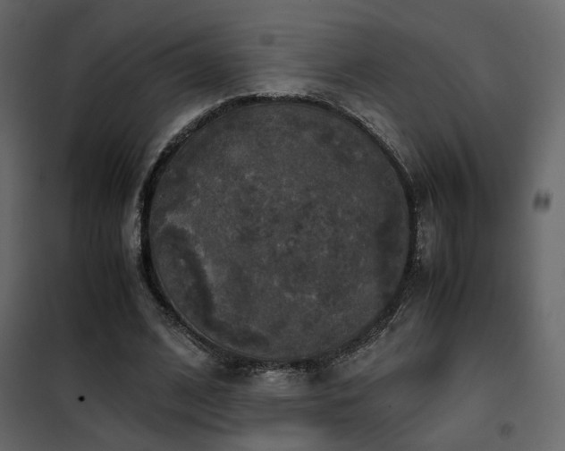 X0000102520584200808081429