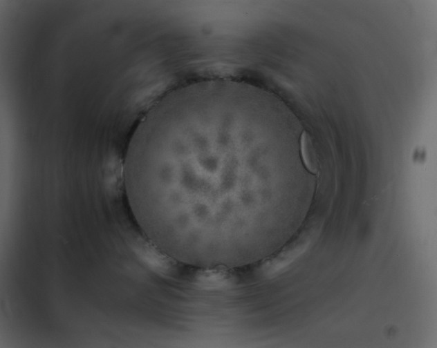 X0000102520624200808081429