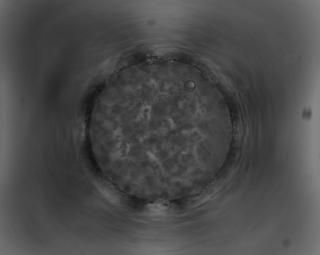 X0000102520703200808081428