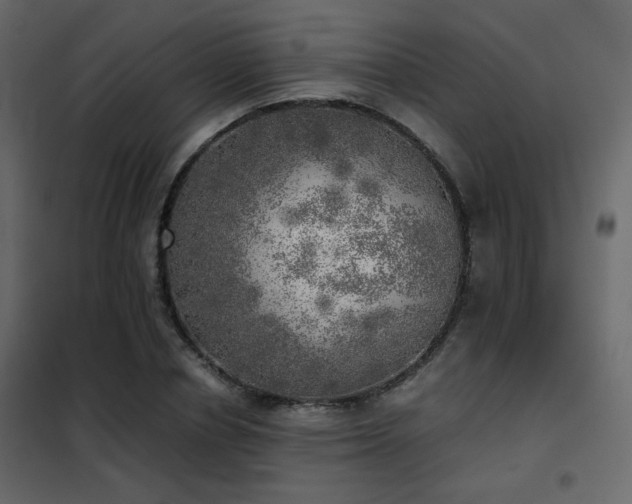 X0000102520834200808081425