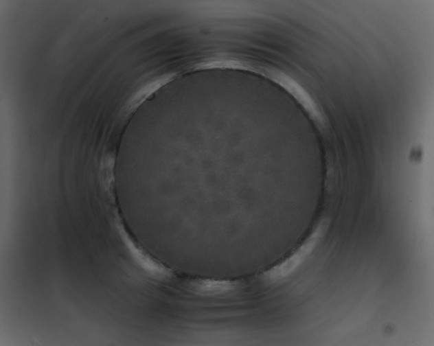 X0000102520849200808081426