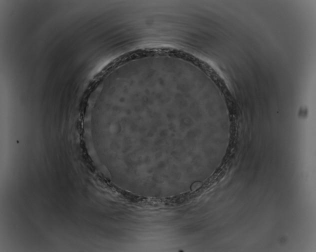 X0000102520871200808081425