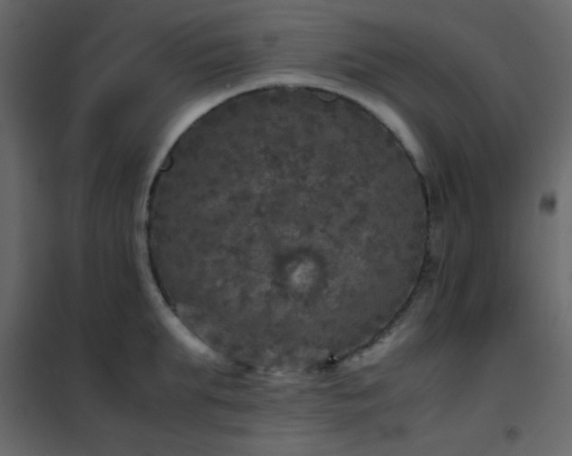 X0000102520903200808081425