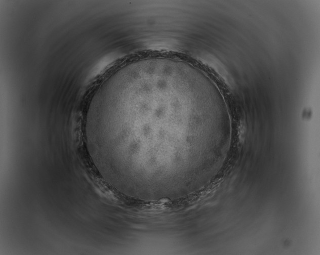 X0000102520968200808081424