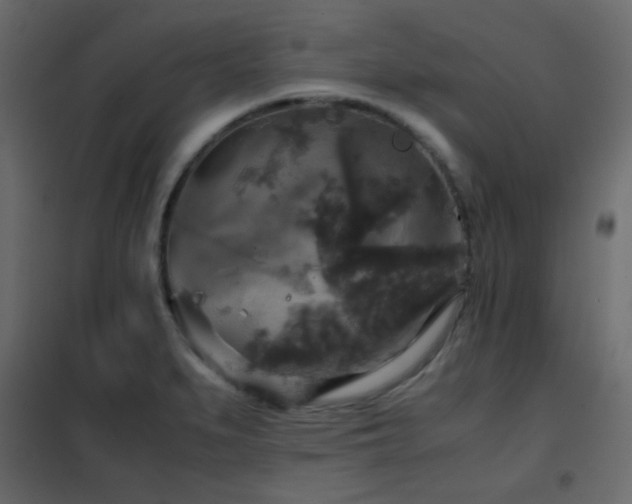 X0000102521279200808081419