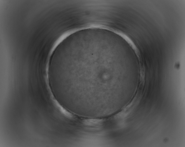 X0000102521294200808081418